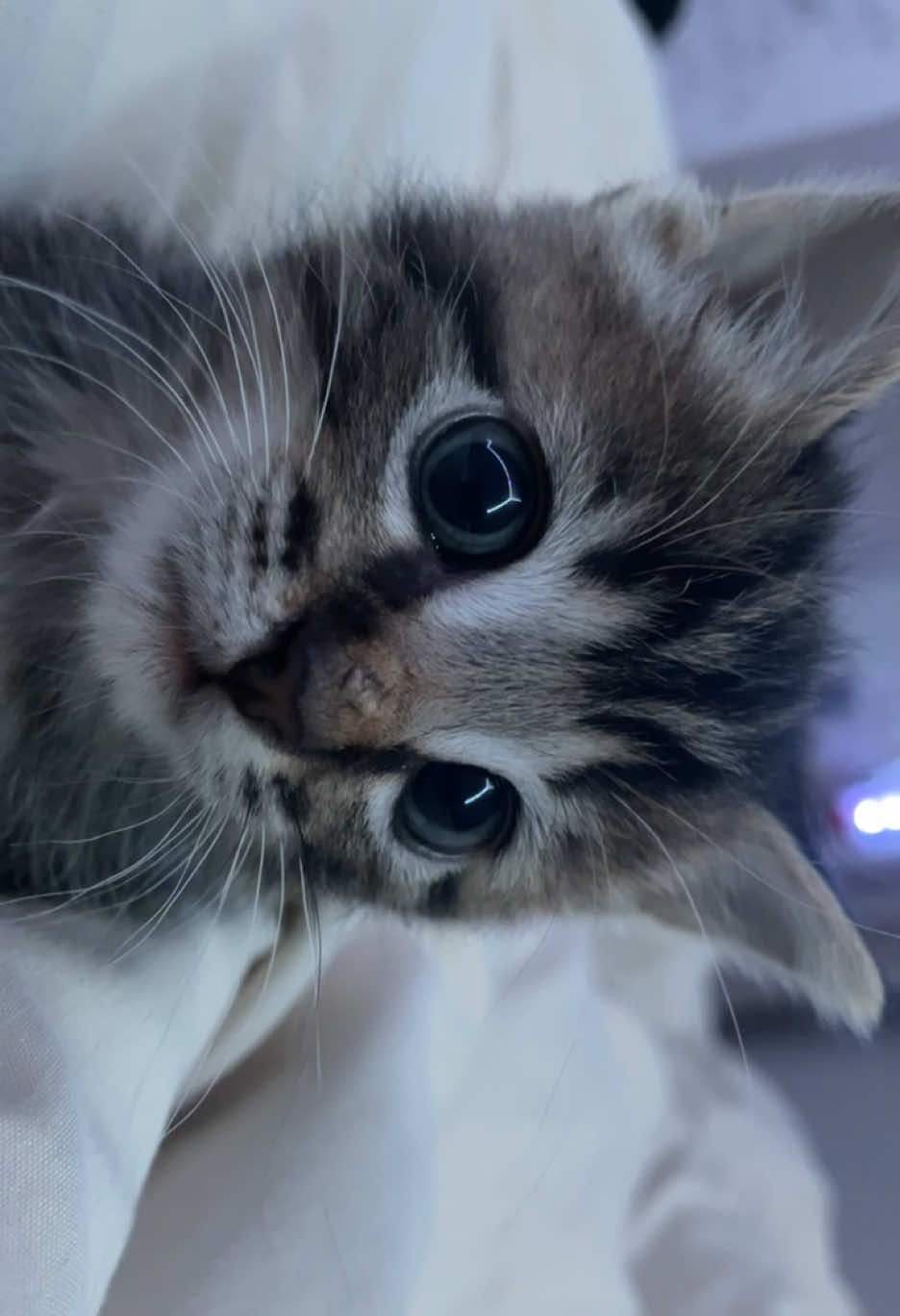 ⭐️                                                                    #chat #animal #animaux #bebechat #cat #mignon #sauvetage 