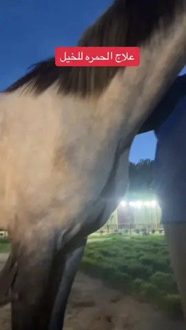 #الخيل #علاج #طبيعي #ركوب_خيل #الخليج #عرب #غنم_صنف_نعيم_حلال_الخليج_الكويت_سومه_م #مربط  @العذب 