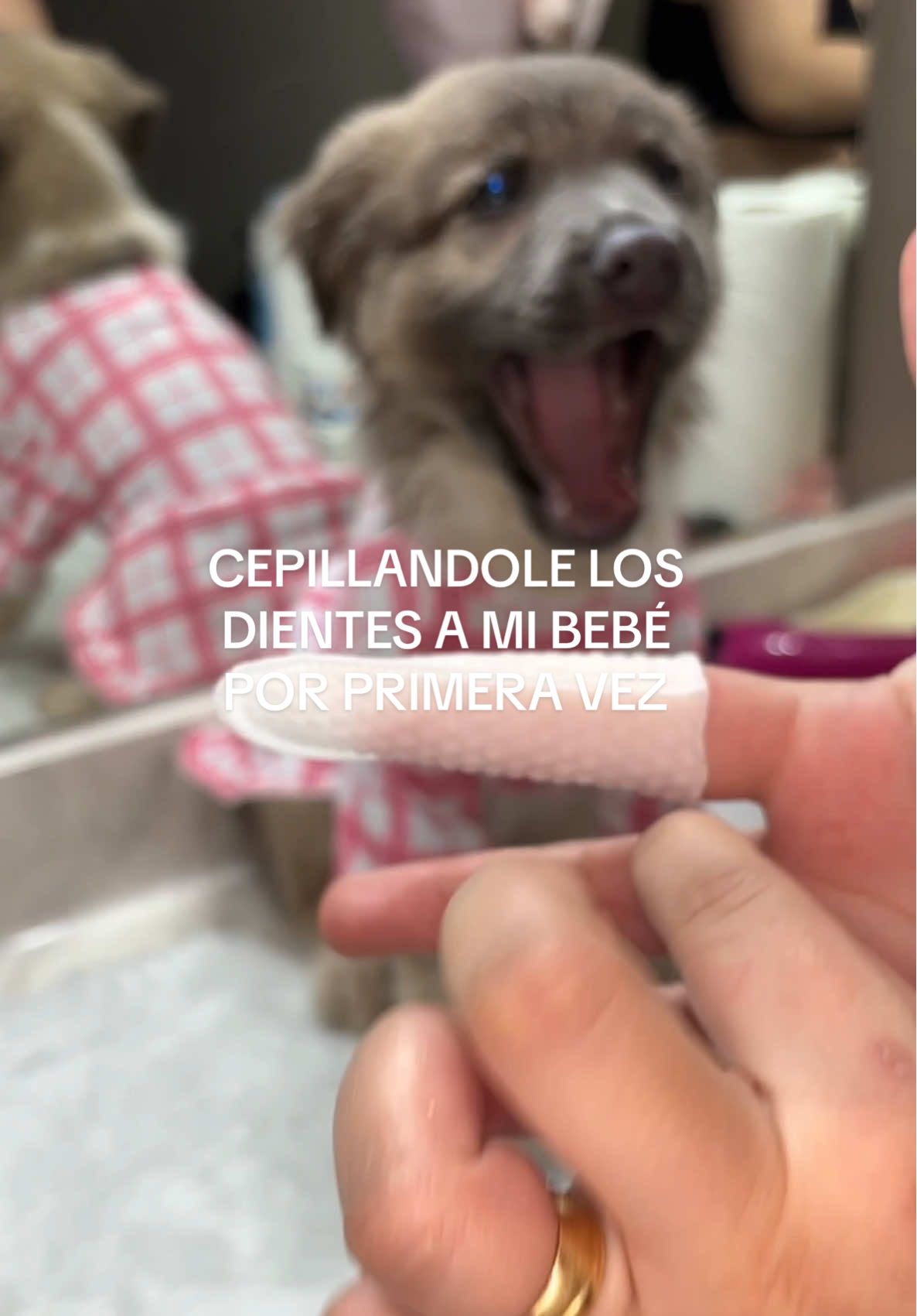 CEPILLANDOLE LOS DIENTES A MI BEBÉ POR PRIMERA VEZ 🦷🪥🐶🩷🎀!!  #dog #bordercollie #dientesblancos #dogteeth #dogteethcleaning #puppy #bordercolliesoftiktok #bordercollies #puppytiktok #puppydog #bordercolliepuppy #teethwhitening #asmr #aesthetic #mamaprimeriza #mamaperruna #mamalatina 