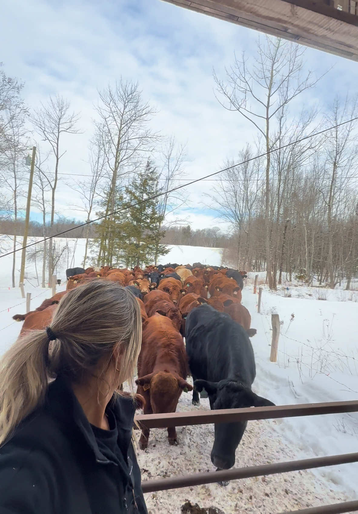 Clean barn Is a happy barn  #maine #fyp #farmersdaughter #familyfarm #cattlefarm 