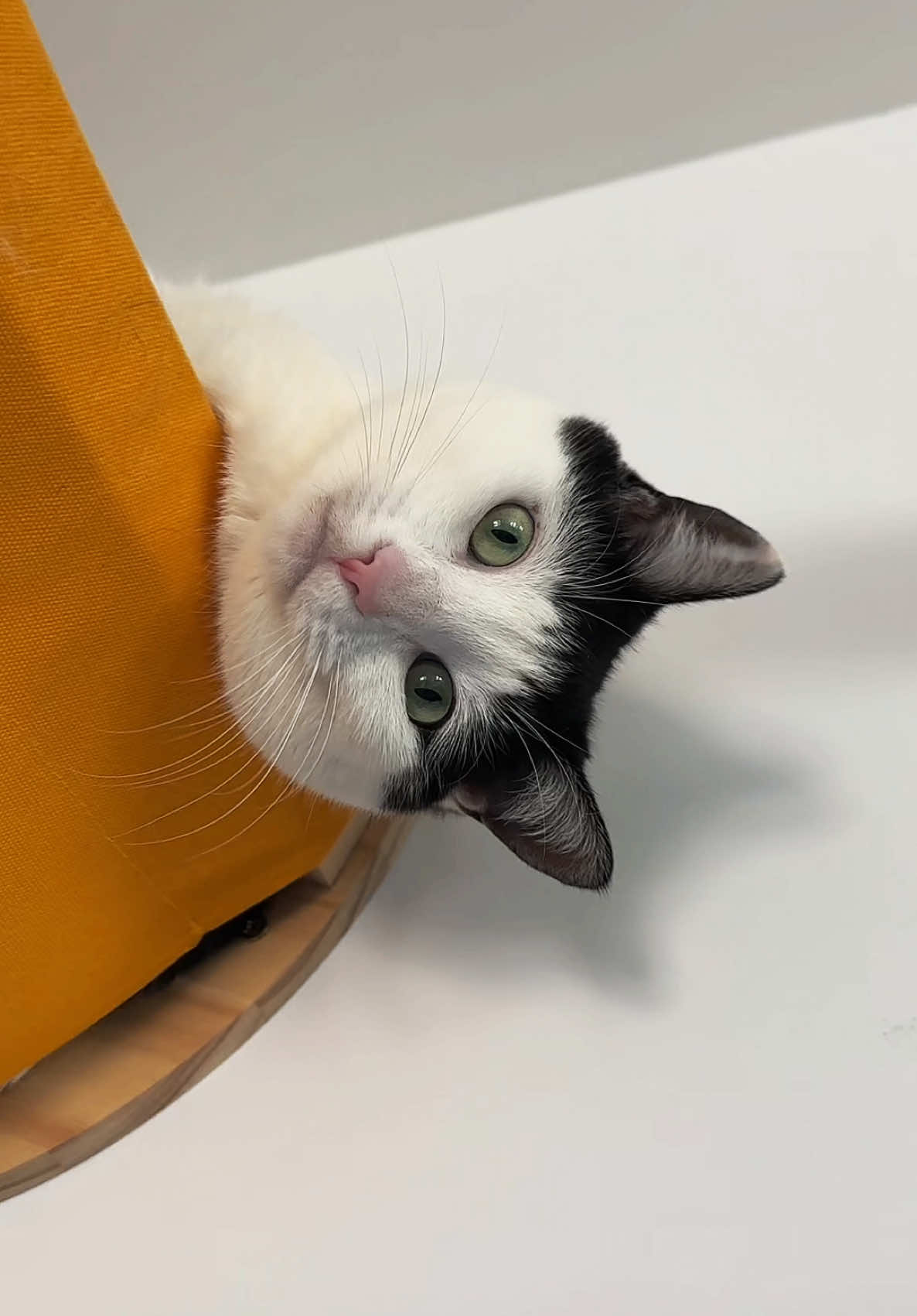 How do I get her in commercials 🤣 #fypシ 