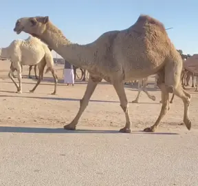 للبيع معشر شعلا كفو  بدوية و فوق البداوة لها فالعشار فوق شهرين على فحل منتج و الناقة كفو و منتج سنها توها شاق سليمة على جميع الشروط الموقع / الطوقي التواصل / 0555563615