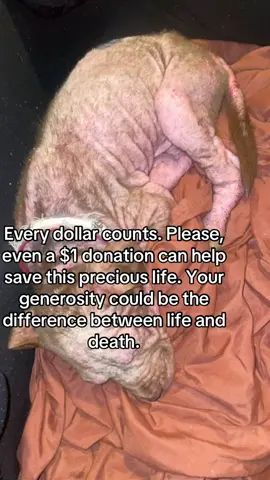 🚨URGENT! 🚨NEW CASE ALERT! 🚨 We’ve been contacted about a severely sick and lethargic puppy who’s barely 3 months old. Our hearts break as we face countless emergency cases and mounting bills, but this little one needs us desperately. It’s a life-and-death situation, and we simply can’t turn this puppy away. We need your help to give this puppy a fighting chance. Every dollar counts. Please, even a $1 donation can help save this precious life. Your generosity could be the difference between life and death. . . . . .  #teamama #rescue #adoptdontshop #nyc #donate #Love #help #dog #puppy #pup #eyes #instagood #support #donate  