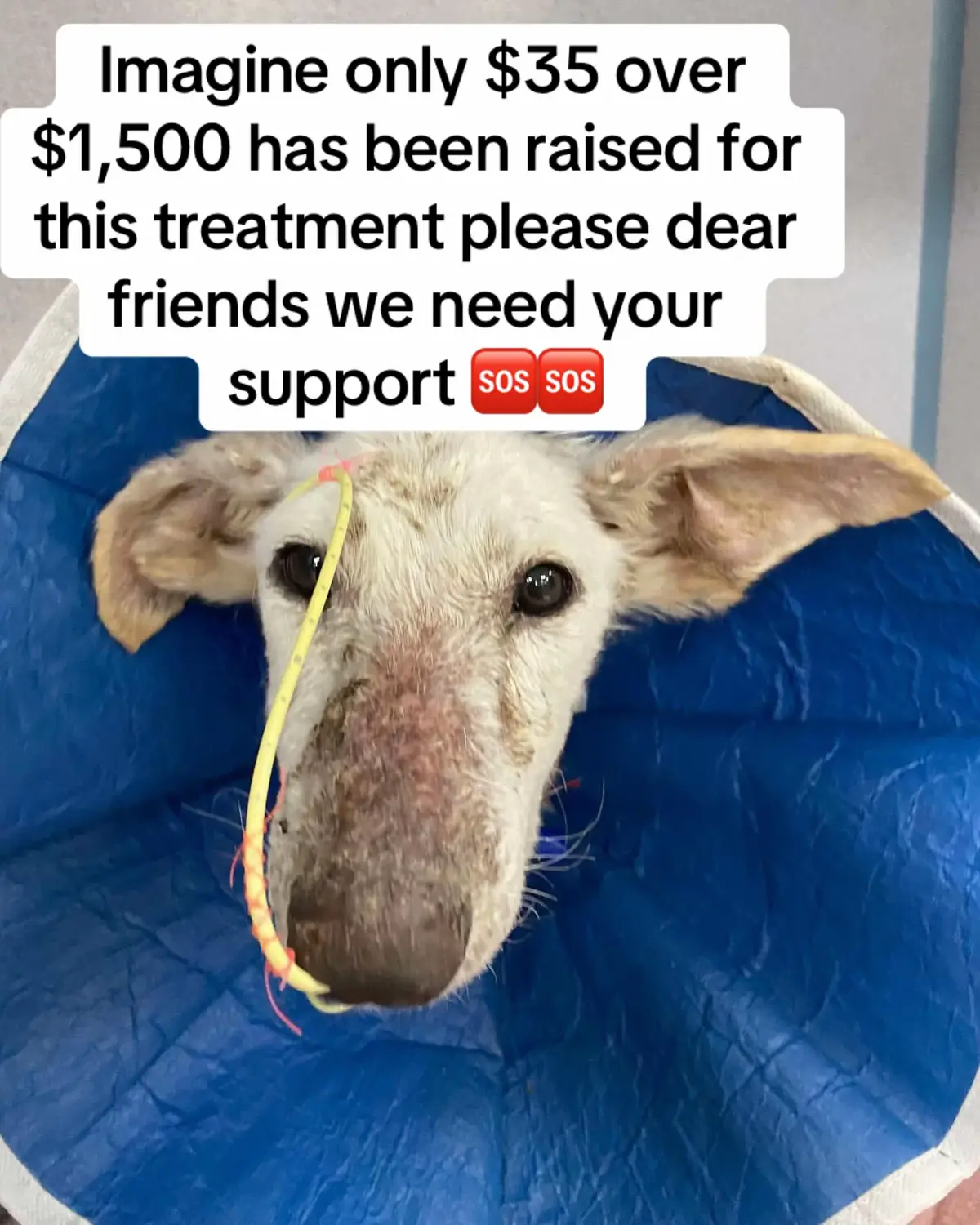 Mistletoe is discharge ready tonight!  Bloodwork has been great with many improvements, blood glucose is normal, sodium levels have normalized, she’s up and walking, and she’s on all oral meds.  We’ll be rechecking her bloodwork tomorrow and then in 3-4 days.  She’ll be headed into a foster home tonight.  We’re so excited to start the spoiling 💗 She ran a hefty ER bill between the two hospitals so anything & everything is helpful.DONATION LINK 🔗 IN BIO ❤️‍🩹#fyp #rescue #donate #sadeyes 