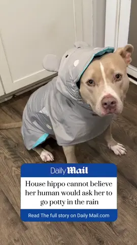 Breaking news. #dogs #dogvideos 