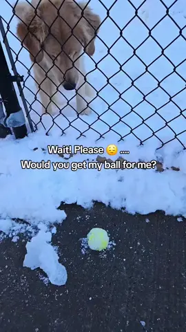 #dog #doggy #lovemydog #goldenretrieverpuppy #fyp #dogmom #cutedog 