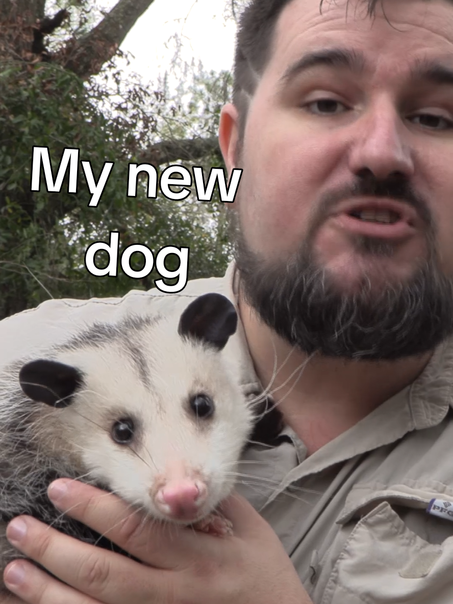The Tree Kitten, my favorite Florida Marsupial! This cute little bundle of love, Pepper is one of the animal ambassadors at Oakland Nature Preserve and if you visit, you just might get to see her or her wild counter parts as they wander around looking for something tasty. Possums are all bark and no bite, They love to hiss and look mean but are not a danger or threat to people, if you find one in the wild, just give them a moment to scurry by you and they will be out of your way! #wildfl #florida #possum #treekitten