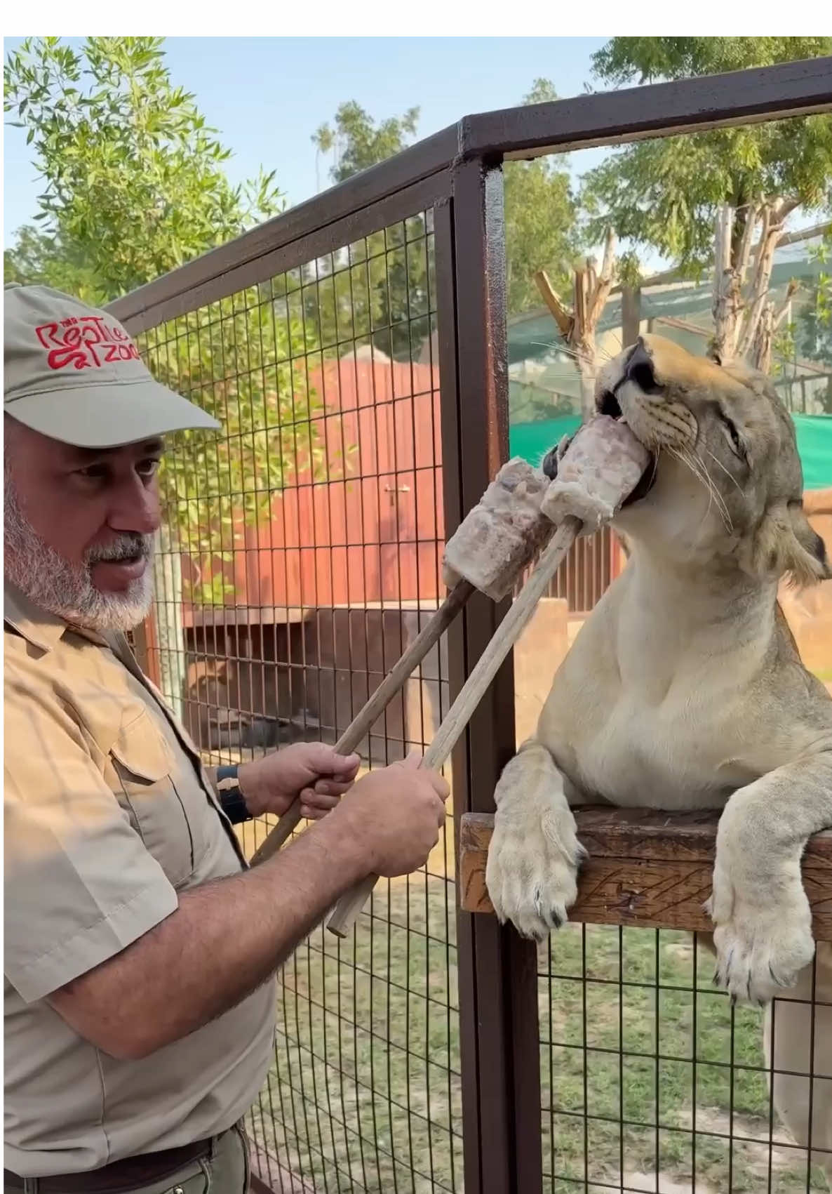 A Lion’s favorite desert🤩 Chicken but it’s on stick😅 Lions are such beautiful and powerful animals🤩 Once a lion reaches it’s full size, which is around three years, they actually get kicked out of their tribe and have to take over a new tribe😮 This prevents them from fighting the dominant males in the tribe they grew up in🤩@Fame Park 