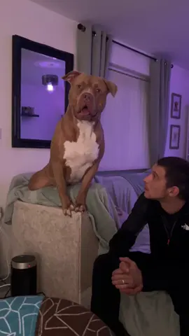 When kisses turn into being hit over the head by an XL bully 😂🫢 #dogsoftiktok #dog #funnytiktok #fyp 