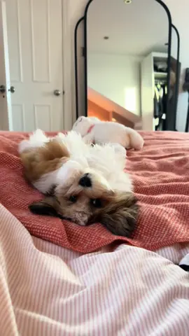 Love of my life 🐶 #havenesepuppy #puppylove #dogtok #dogsoftiktok #godmadeadog #londondog 