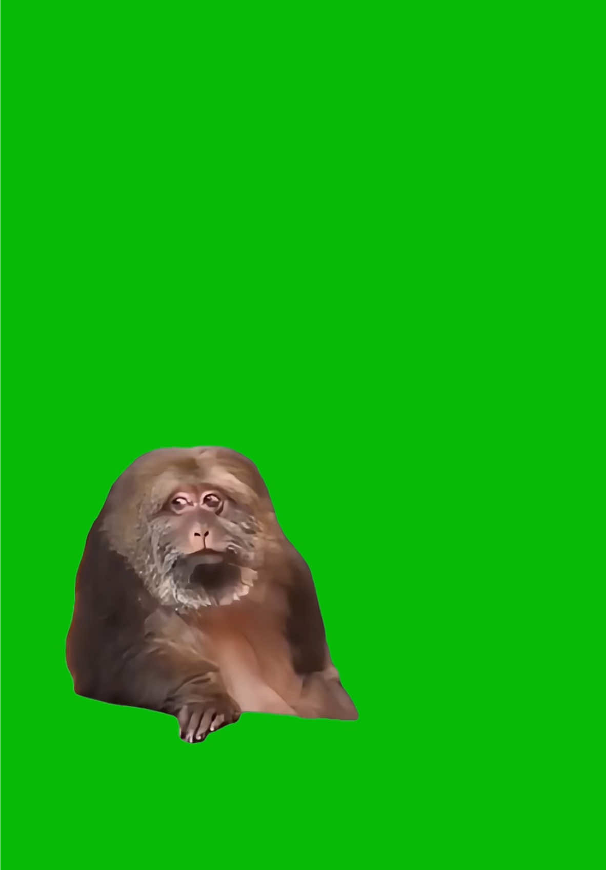 Xing Xing Monkey Chilling Looking Around meme green screen capcut template #xingxing #monkey #monkeymeme #chilling #trending #greenscreenmemes #capcuttemplate #capcut 
