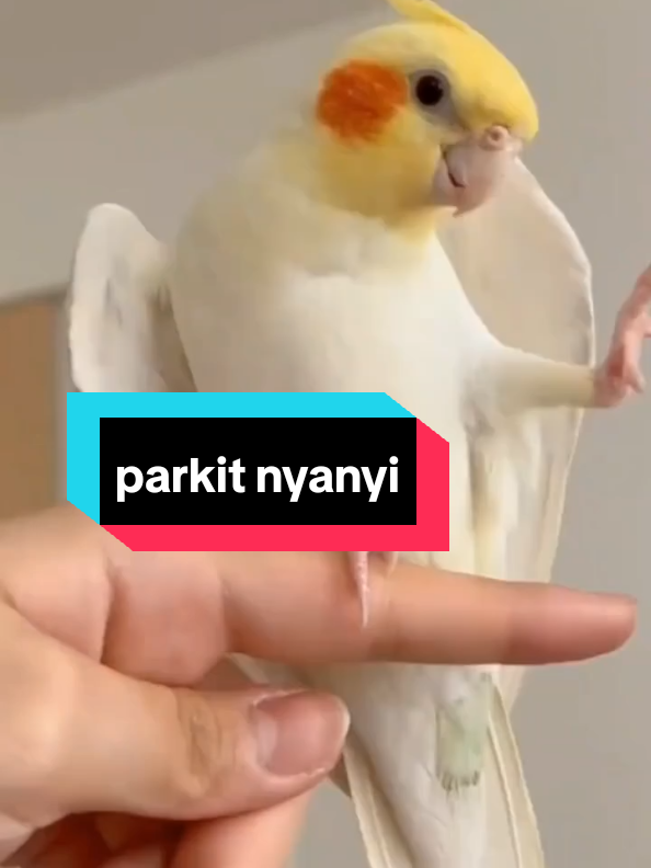 parkit Australia nyanyi bikin gemes... #parkit #parkitaustralia #paruhbengkok #paruhbengkokindonesia #burunghias 