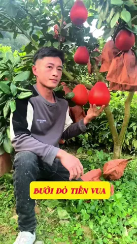 Bưởi đỏ tiến vua, bưởi luận văn vỏ đỏ ruột đỏ #SamTetBaoVui #TiktokShopTet #xuhuong 