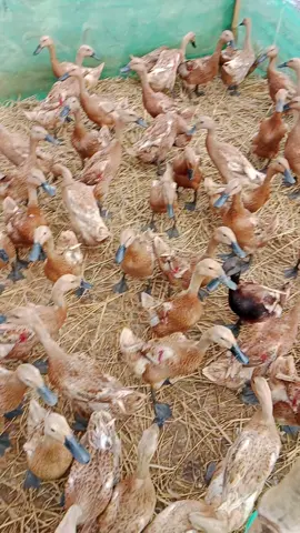 #bebekpetelur #bebekangondisawah #bebekracing 