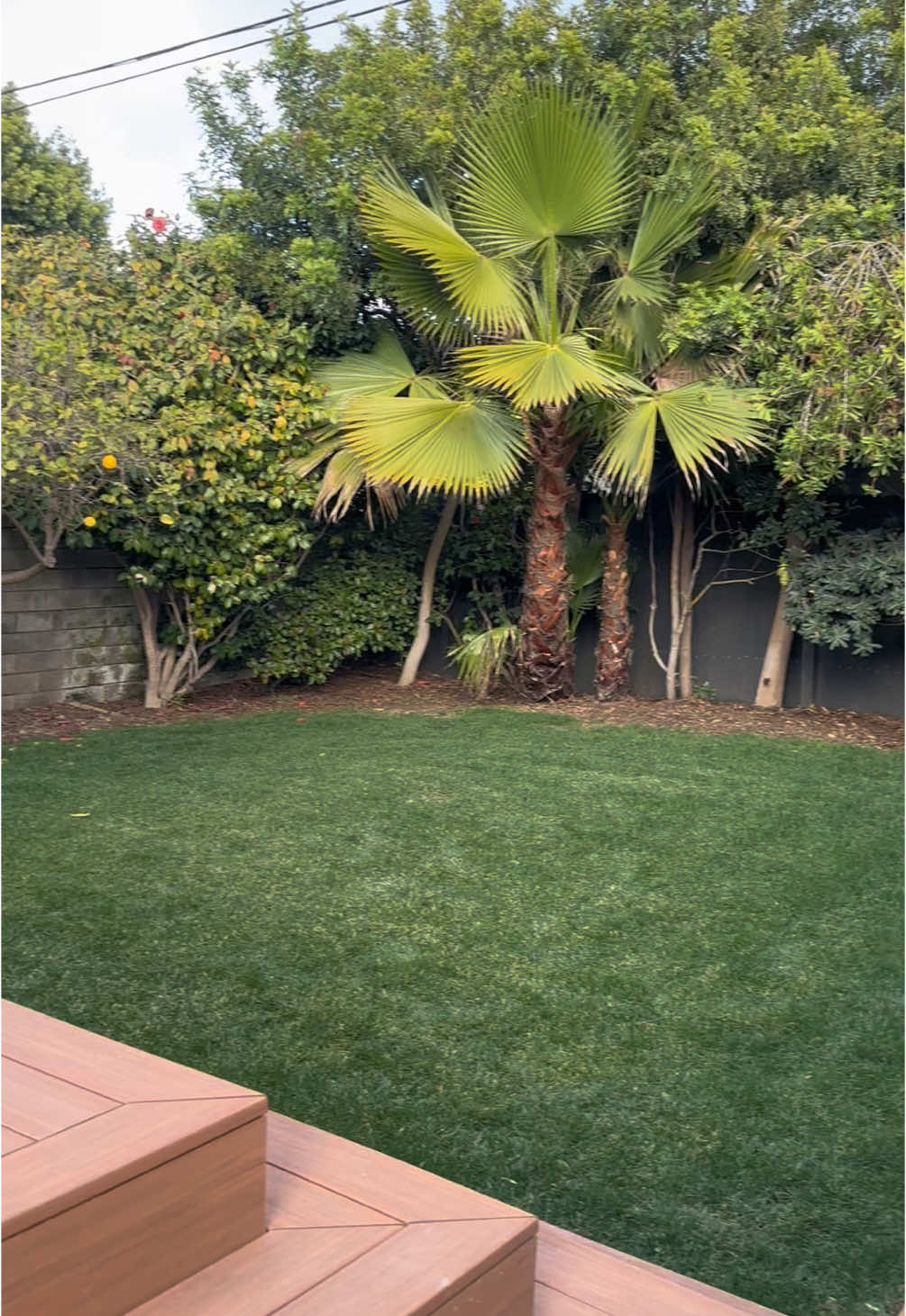 Tiptoe’s new backyard 🥹 we are so excited for him 