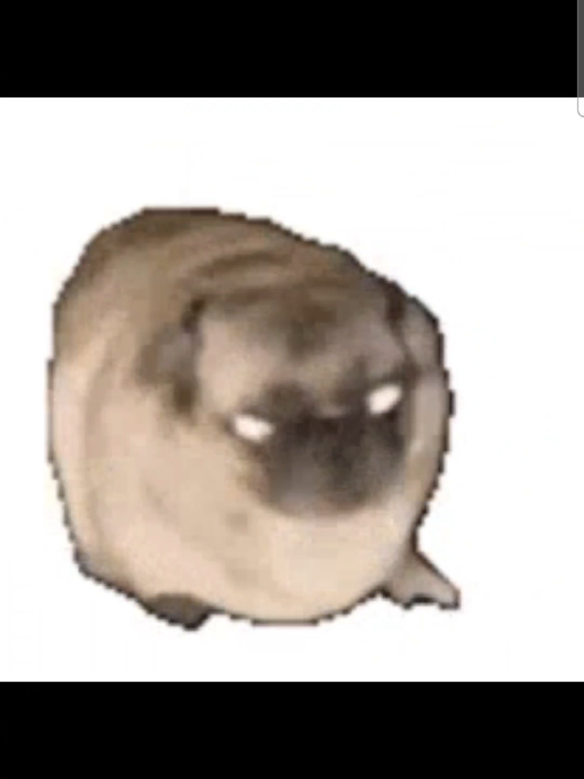 Q hago con mi vida  #pugbailando #gifsdewhatsaap #jpop 
