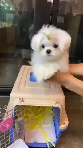 Ready to go to my new home. a ¼ LunaKoreanMaltese. #malteslunaskystar #lunakoreanmaltes #koreanmaltesepuppy #minimaltes #maltesedog #maltese #maltesbaby #teacuppuppies #lunamaltese #maltespuppy #lunaskystar