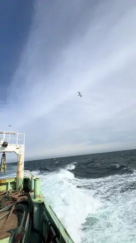 🔥#sokobikiami #kuliamis🇮🇩🇯🇵 #kenshuseijapan🇮🇩🇯🇵🎌 #fypシ #fypシ゚viral 