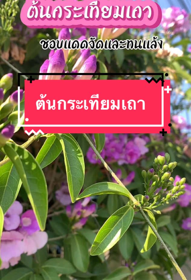 #ต้นกระเทียมเถา ปลูกประดับไว้ที่บ้าน เวลาออกดอกสีสวยมาก ดูเพลินมาก ชอบแดดจัดและทนแล้งดี  #RaanTanom #tiktokครีเอเตอร์🛒  #ครีเอเตอร์tiktokshop  