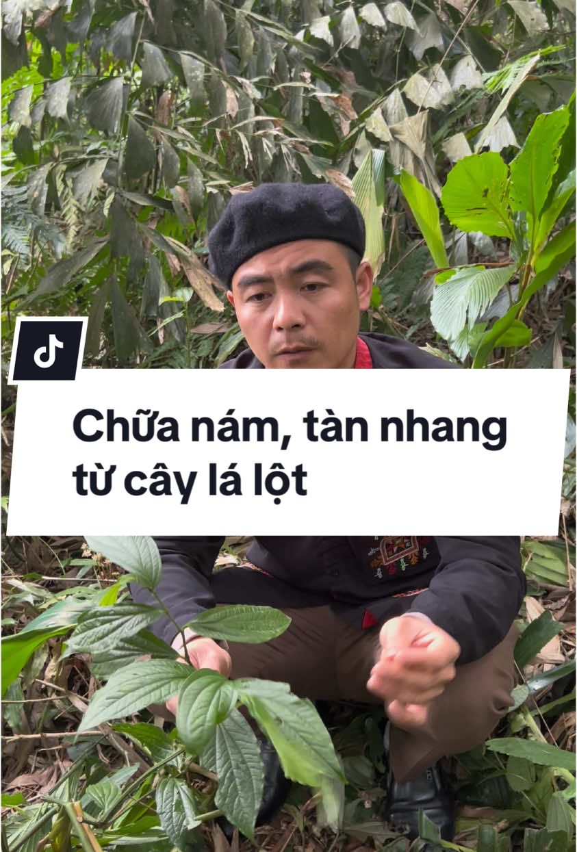 Có nám, tàn nhang lấy cây lá lột sử dụng #nam #tannhang #truonglethaoduocbavi #thuocnam #thuocnamgiatruyen #xuhuongtiktok 