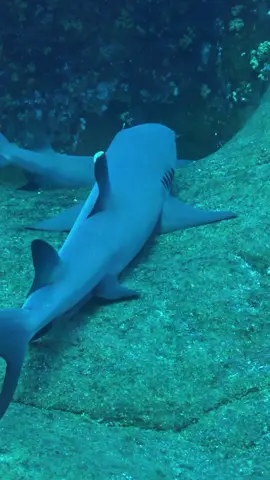#sharke #sharkdiving #sharkfishing #greatwhitesharkfacts #greatwhitesharkweek #greatwhiteshark #sharkeatsshark #sharkvsshark #shark #sharkysharkshark #sharkattackshark #sharkattak #sharkbait #sharks #sharkfamily #sharkshark #sharkbaby #_____shark #_shark #shark? #sharkweek #sharkteeth #sharktok #sharklover #sharkattack #sharkchallenge #aggressiveshark #greywhiteshark #greatwhitessharks #greatwhitesharkcagediving #swimmingwithgreatwhitesharks #greatwhitwshark #greatwhitesharksfordays #greatwhitesharkclub #greatwhitesharkedit #greatwhitesharksleeping #greatwhitesharksighting #greatwhitesharkawareness #greatwhitesharkamerica #greatwhitesharkencounters #greatwhitesharkmovie #greatwhitesharkdiving #strandedgreatwhiteshark #greatwhitesharkbeached #great_white_shark #greatwhiteshark? #sharkwhitegreat #greatshark #greatwhite #greatwhitesharkuk #greatwhitesharkboat #babygreatwhiteshark #greatwhitesharklover #greatwhitesharkattack #greatewhiteshark #thegreatwhiteshark #agreatwhitesharrk #greatwhitesharshark #greatwhitesharks #fishsharkattack #sharkss #sharksofinstagram #sharktiktok #sharkidnikki #sharkspecialinterest #mamashark #sharktour #sharkeggs #fortniteshark #whiteshark #megashark #sharkvideo #______shak #sharkedit #sharksarefrends #shark_ #sharkfin #sharksoftiktok #landbasedsharkfishing #oceanicwhitetipshark #sharkprank #sharkstrike #hornshark #sharkawareness #dogfishshark #sharkhunt #banjoshark #biggestshark #sharklife #sharkmovie #bigshark #mommyshark #sharkcagediving #sharkfacts #sharktagging #zebrashark #reefshark #sharkallies #droneshark #sharkhunting #sharkcage #sharkmeme #sharkbiology #sharklovers #sharkdanger #makoshark #sharkcontent #sharkeatshark #shark% #sharksharksharks #sharksharkshark #megalodon #tigersharks #sharkart #sharkdiver #lemonsharks #sharkencounter #sharkyear #cutesharks #sharkbite #oceanlife #tigershark #swimwithsharks #tigershark roll 🦈 #sharky #America #USA #foryou #foryoupage #fyp #tiktok #viral # fogofomo #rescuesharks #greatwhites #blacktipshark #hammerhead #orcashark #saveshark #blueshark #blacktipreefshark #greenlandshark #goblinsharks #orca #hammerheadshark #greyshark 