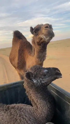 #عطايا_الله🐪 #الخنفه_خنصر_الهوج_عروس #الشعب_الصيني_ماله_حل😂😂 