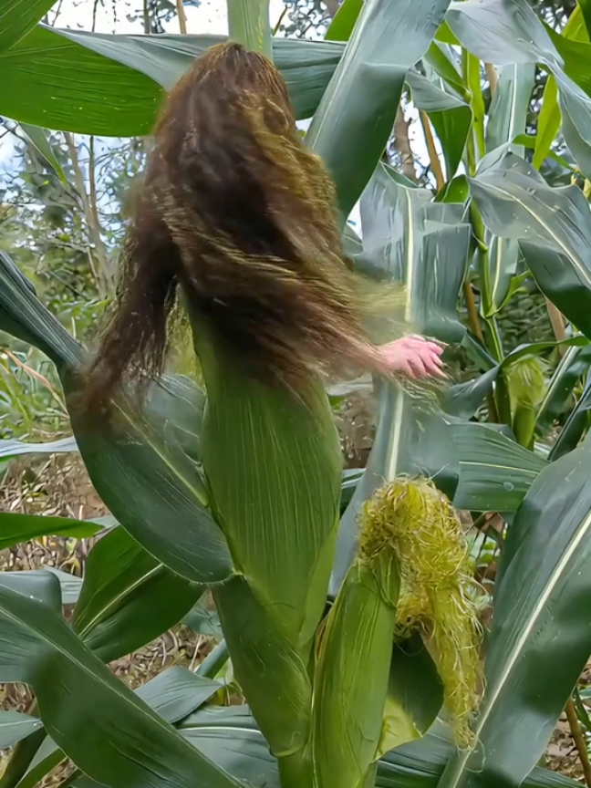 fenomena jagung jadi jadi.an😂 #fyp #jagung 