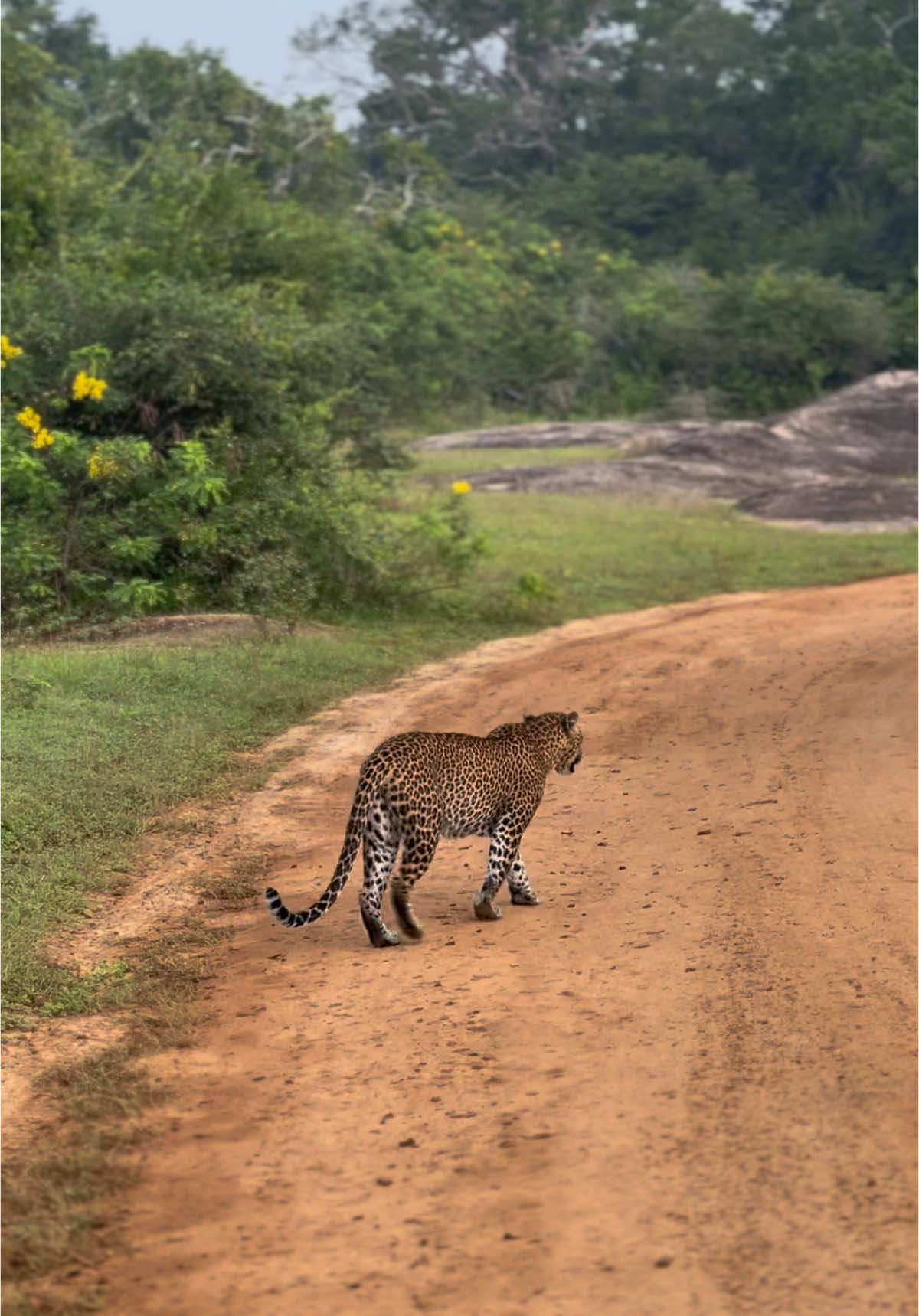 Lepord srilanka 🇱🇰🐆 #dinethyalasafari #sltiktok #onthisday #onemillionaudition #tourism #wildanimals #wildlife #wildlifephotography #adventure #wildlifesrilanka #fyp #foryou #viraltiktok #srilanka🇱🇰 #srilankatourism #yalasrilanka #naturelover #Lepord#lepordsrilanka #pantherapardus #naturalbeauty #lepords 