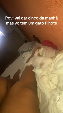 #fyp #fyyyyyyyyyyyyyyyy #madrugada #gato #gatos #gatostiktok #gatitos #gatosdetiktok #gatosfilhotes #gatofilhote #explore 