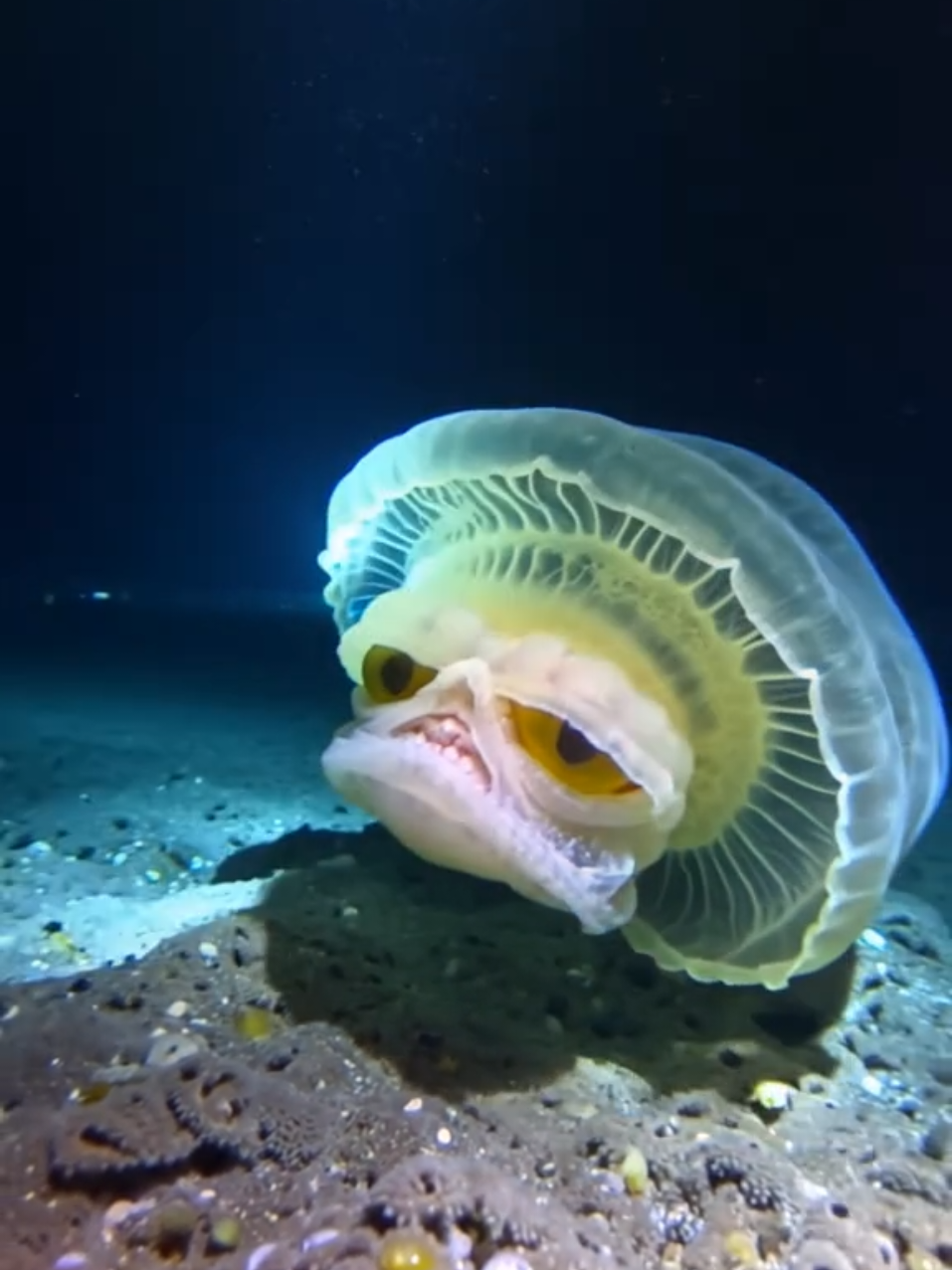 #funny #animals #weird #underwater 