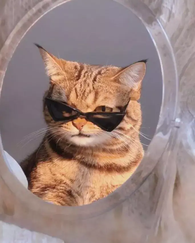 cool cat pfp  #coolcats #kucingkeren #fypシ 