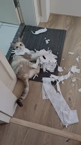 #amogatos  Aquele do: 