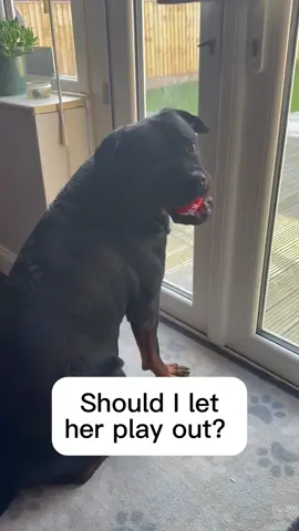 Will the ball obsession end? It’s not looking likely 😂 #dogtoy #ball #dogsoftiktok #CapCut #tiktokshopuk 