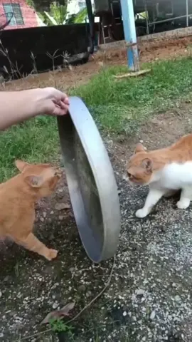 Cat fight #tiktok #funnyvideos #usa🇺🇸 #catsoftiktok #cat #foryou #funny 