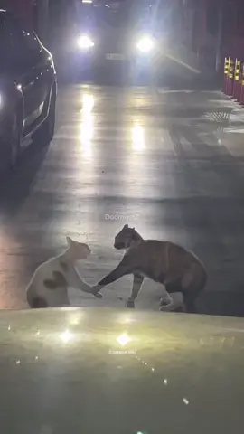 kucing Random #kucinggemoy#kucinglucu#kucinglucubanget#kucingtiktok#catlovers#catvideo#catvideo#fyp#fyppppppppppppppppppppppp#cats#fypシ 