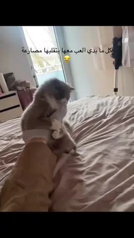 #🎀 #foryour #cate #قطوتي_الحلوه #foyoupage #الشعب_الصيني_ماله_حل😂😂 #explore 