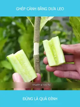 Ghép cành bằng dưa leo #xuhuong #longvideo #longvideos #review #reviewphim #reviewphimhay #mereview #mereviewphim #phimngontinh #khophimngontinh #phimtrungquoc #daophimtrung #fyp #foryou 