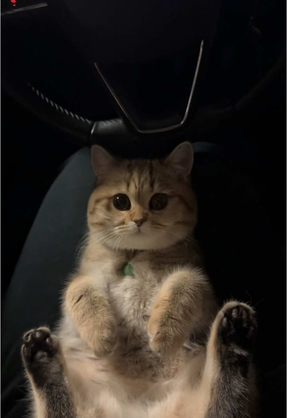 My heart, my peace, my everything🥹❤️  #fyp #foryoupage #foryou #kitten #muslimcat #catlover #catsoftiktok #cats #catmom #babygirl 