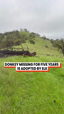 They are all following the donkey haha! (IG: maxfennell) #didnotexpectthat #donkey #elk #dailydoseofinternet