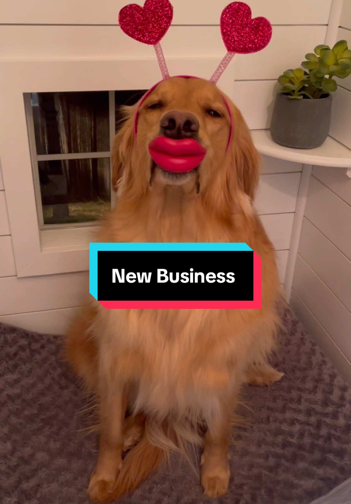 My dog started a new business! #dog #goldenretriever 
