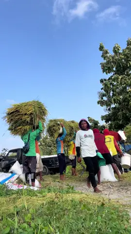 #sobat #ngarit #tleser #sobatngaret #kuli #ilmupadi #kulipabrik #vibes #vibeskuli #berandatiktok 