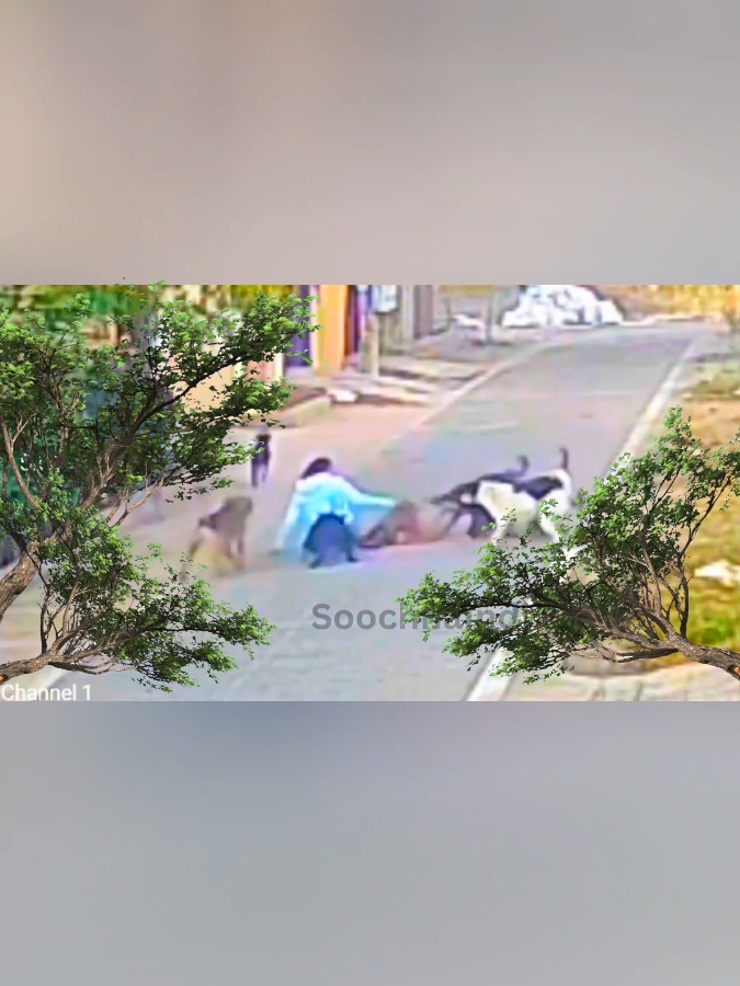 #baddog #baddogsoftiktok #dog #dogsoftiktok #dogvideos #dogs #dogsvideo #dogtiktok #dogtok #animals #animalsoftiktok #tiktokanimals #animalworld #animalplanet #animal 