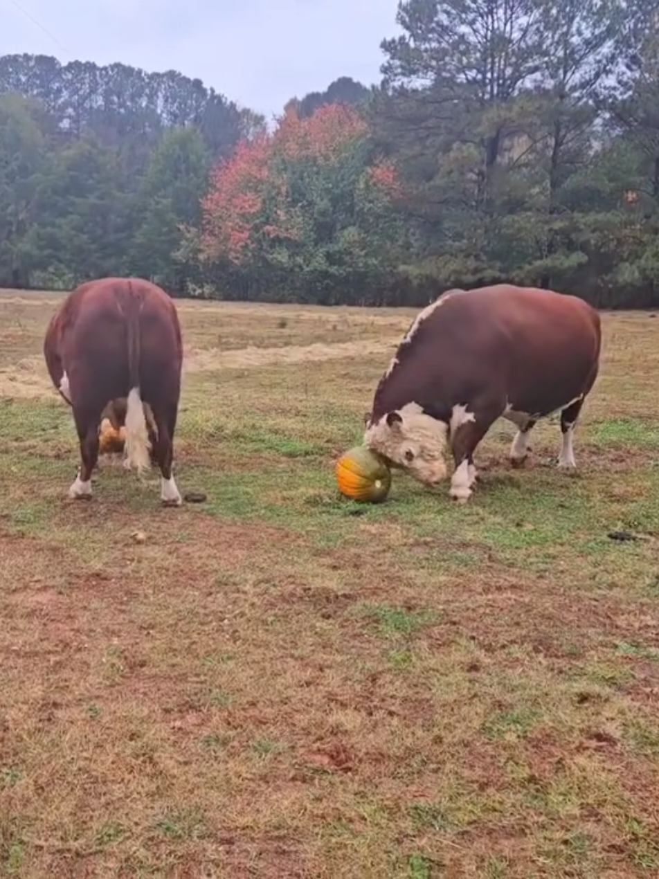 These guys love pumpkins! Another farm donates the pumpkins they don't sell and the rest come from our amazing locals who drop off, or feed the boys the pumpkins themselves. 💛💛💛 #CurlyTheGentleGiant #farmlife #CurlyandJR #farming #bulls #familyfarm #farmtok #bullsoftiktok #Jr #curlyandjunior #Curly #PastureMoments #gentlegiant #smashingpumpkins 