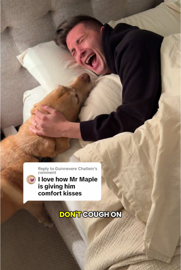 Replying to @Guinnevere Chatlein the healing power of Mr Maple ✨ 