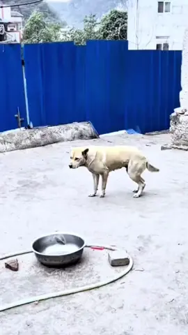 Funny dog #dog #dogs #hund #hunds 