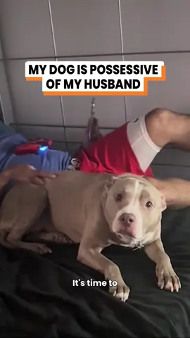 Shes like you may have the ring but he's mine 🤣 (@dancingneighbor) #fyp #animals #funnyvid #funnytiktok #dogs #dogsoftiktok #dog #pitbull My pitbull dog is possessive of my husband