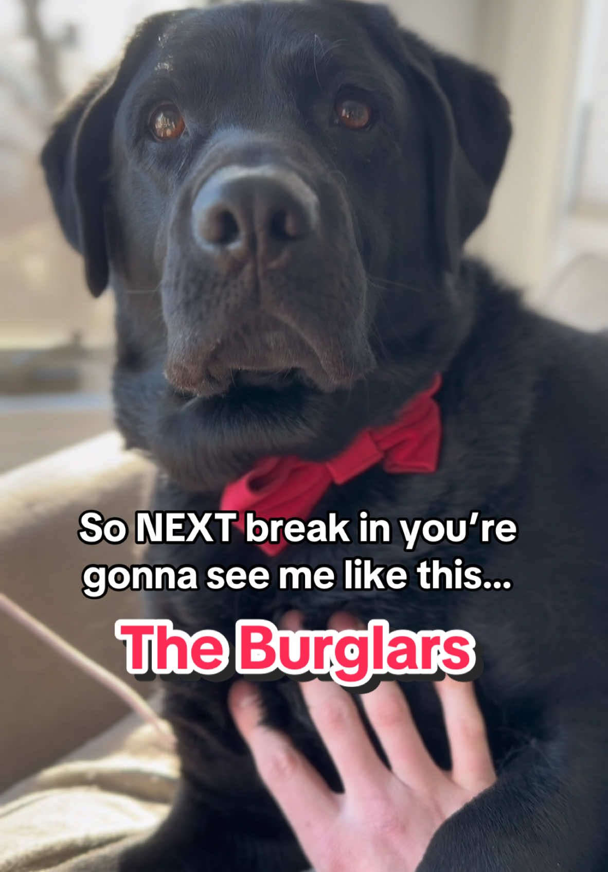 Just please leave the treats and toys next time 🙏 #fyp #labradorretriever #funnydog 