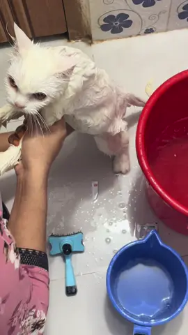 ##lucypori #fyppppppppppppppppppppppp #viralvideo #cat #catlover #funnycat #catvideo #catlove #fyp #viral #viral 