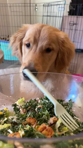 I meannnn #puppy #goldenretriever #cutepuppy #dogowner 