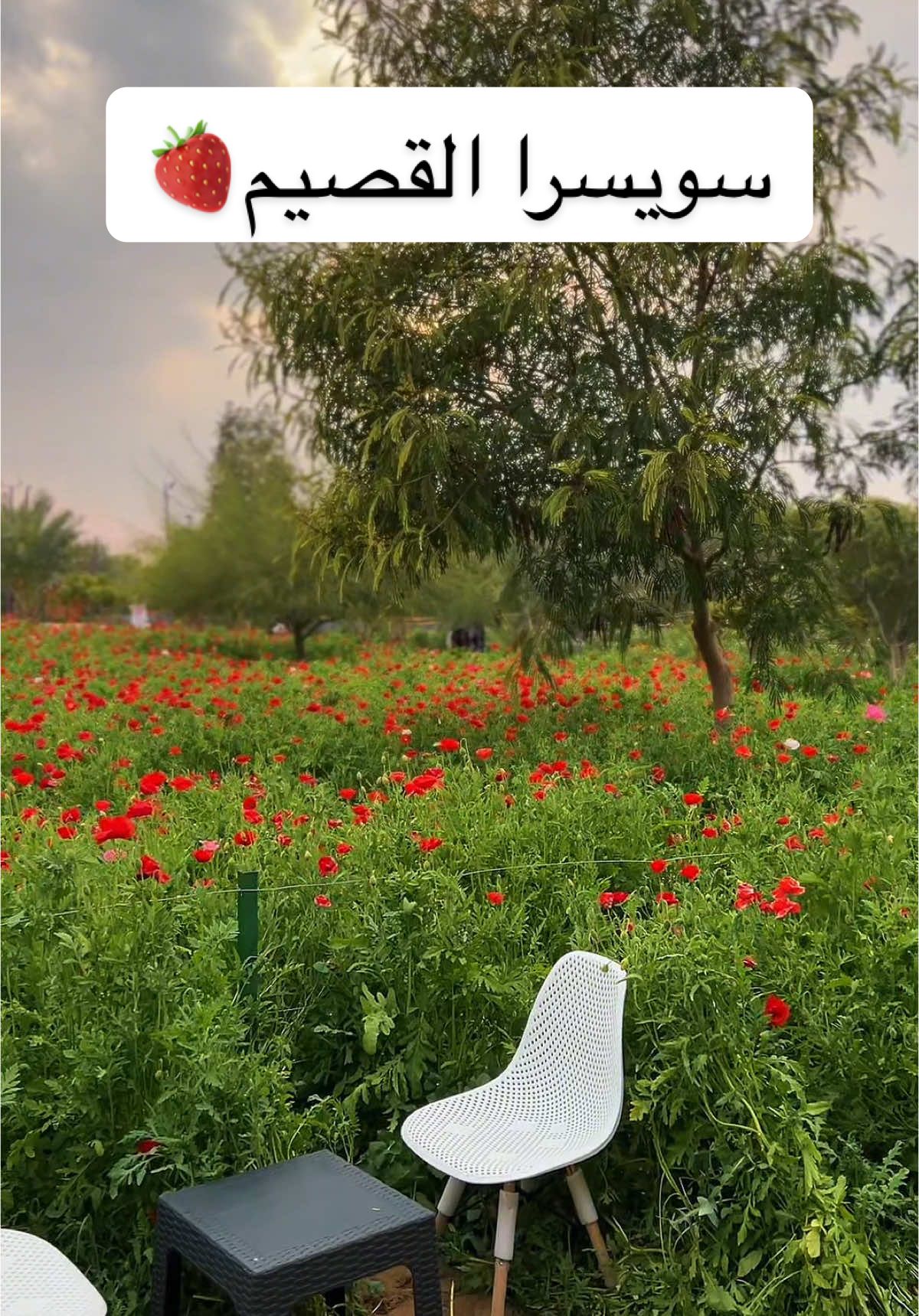 متخيلين الجمال هذا كله بالقصيم؟ 🍓 المكان خيييالي  #القصيم #وارفه #محمية_ابوسامي #اماكن_القصيم #محمية_الناصريه #رياض_الخبراء #بريده 